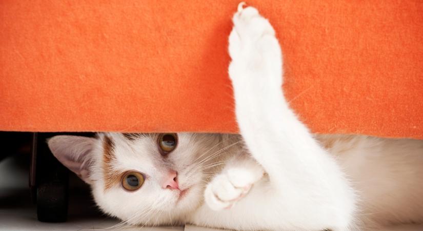 Így védd meg bútoraidat a macskád támadásaitól