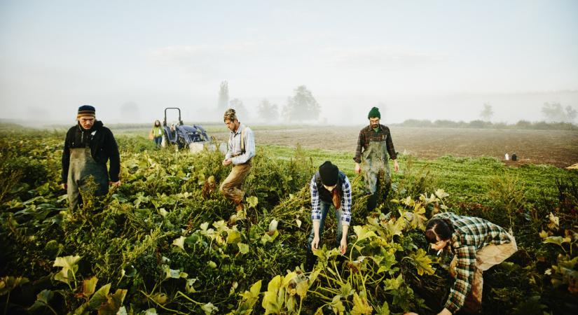 Nem vonzó a fizikai munka: hatalmas a munkaerőhiány az agráriumban