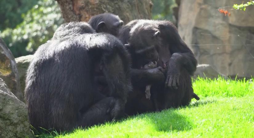 Szívszorító: hónapok óta hordozza magával halott kölykét egy csimpánzanyuka – videó