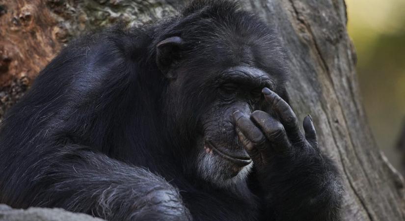 Hónapok óta hordozza halott kölykét a gyászoló csimpánz
