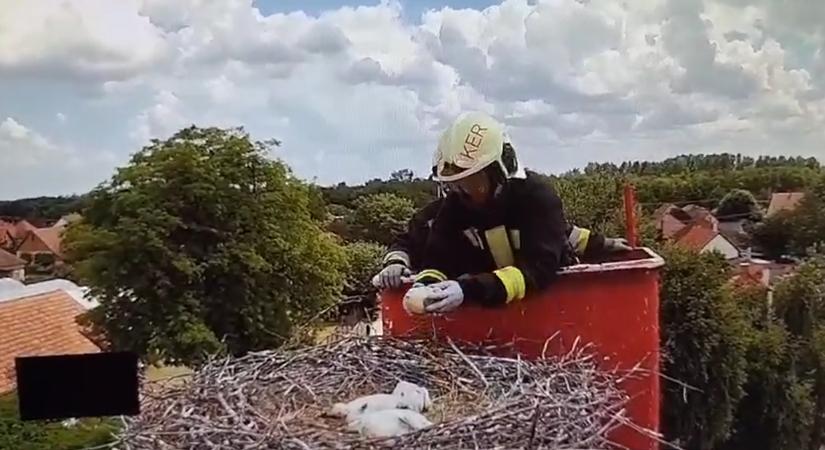 Gólyafiókákat mentettek a tűzoltók – videó