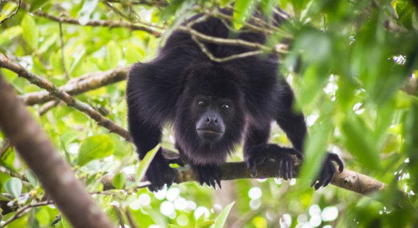 Holtan hullanak a majmok a fákról Mexikóban
