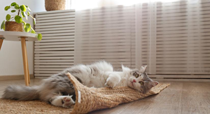 Te vajon jó gazdija lennél egy szibériai macskának? – Kvíz