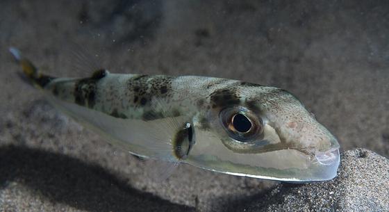 Halálosan mérgező halfaj példányai bukkantak fel az Adriai-tengerben