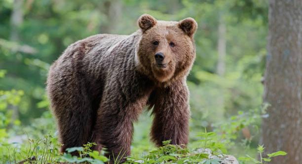 Kilőtték a Csíksomlyón bóklászó három fiatal medvét
