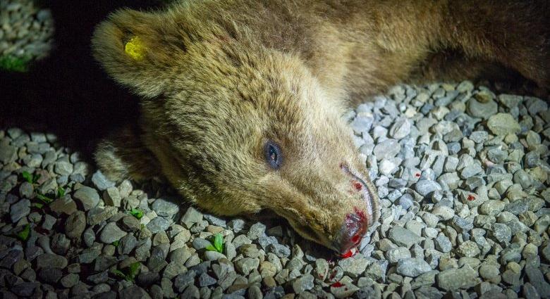 A Csíkban kilőtt medvékre reagáltatták Klaus Iohannis allamfőt