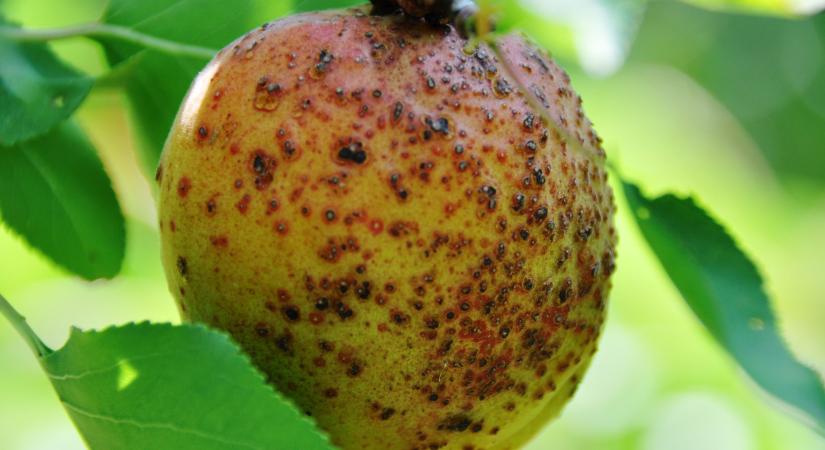 Érzékeny fázisban a szőlő – növényvédelmi előrejelzés 21. hét