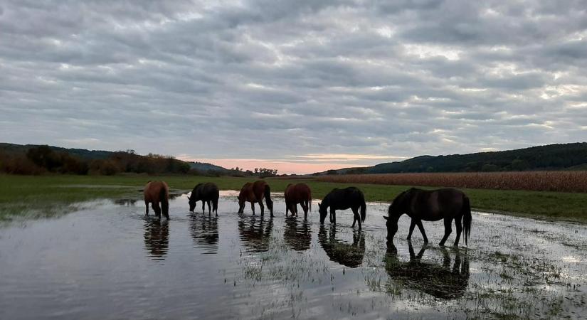 Őshonos lovakat loptak el a világhírű magyar ménesből: volt alkalmazottjára gyanakszik a tenyésztő