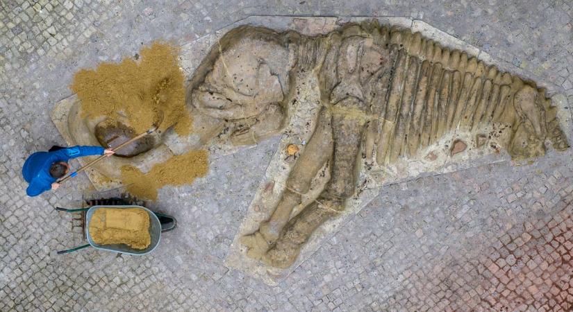 Mamutcsontokat találtak Ausztriában egy borospince felújításakor