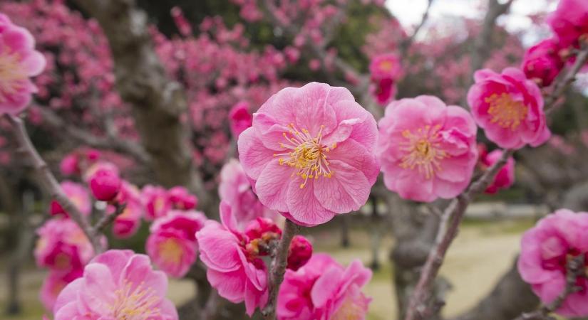 Hipnotikus vetítéseket terveznek Japán egyik leghíresebb kertjébe