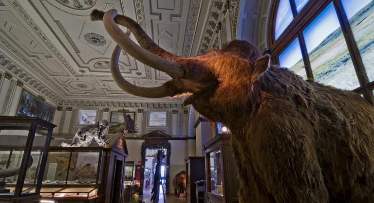 Szenzációs mamutcsontokat találtak Ausztriában