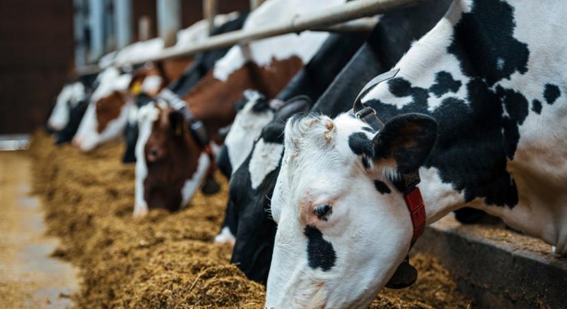 Ömlik az EU-s pénz a fenntarthatatlan állattenyésztésbe
