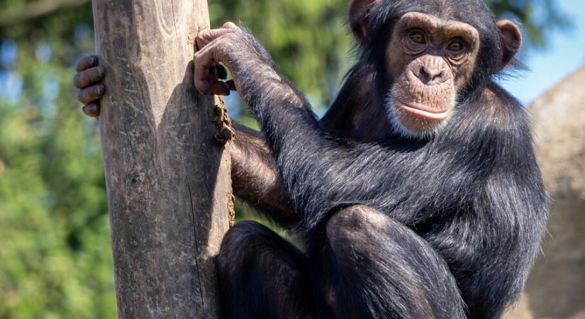 Magánál tartja elpusztult kölykét a gyászoló csimpánz