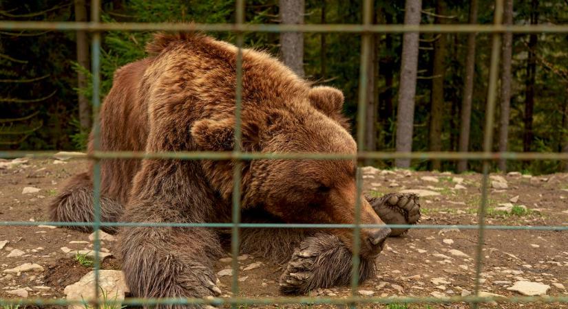Börtönbe zárják a medvéket Erdélyben
