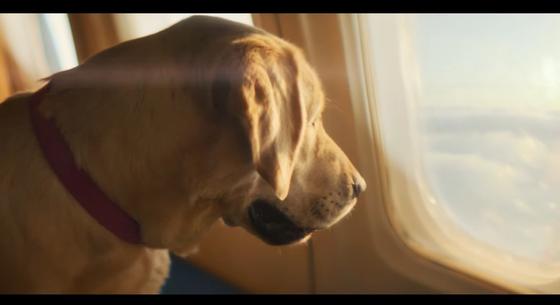 Elindult a kutyák légitársasága, ahol állati kényelemben utazhatnak a kedvencek – videó