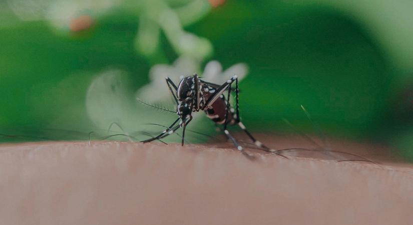 Most akkor lesz járvány a tigrisszúnyogok miatt, vagy sem? Meglepő választ adott a szakértő