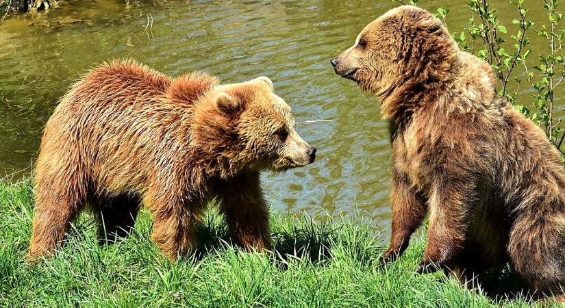 Brassó közelében rehabilitációs központ épül a romániai "problémás medvék" számára