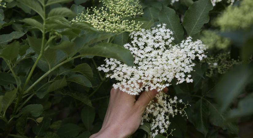 Bodzavirág: ennyi mindent gyógyít ez a csodanövény