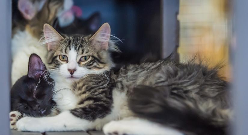 159 macskát zsúfolt lakásába egy házaspár – tetemek is voltak