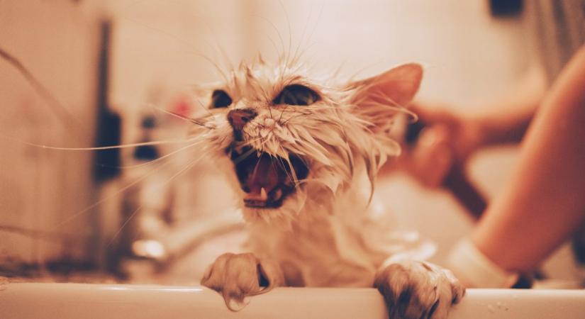 Miért gyűlölik a macskák a vizet?
