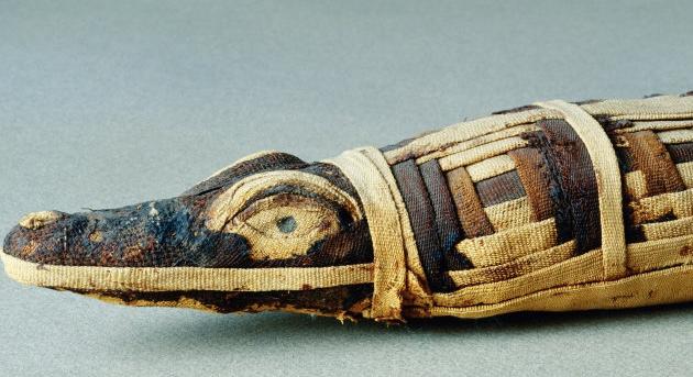 Néhány állatfajt a kihalás fenyegetett a tömeges mumifikálás miatt az ókori Egyiptomban