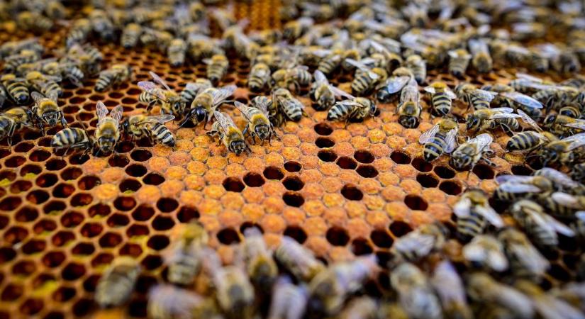 Zárlat alá vonták a fertőzött méhészetet