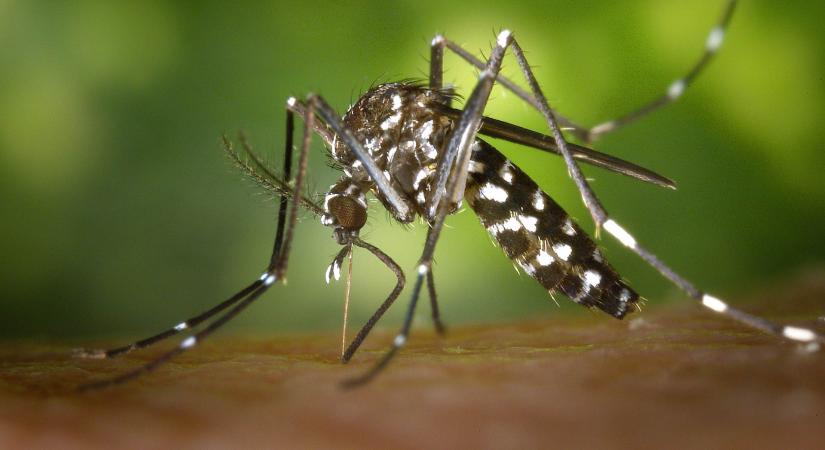 Tigrisszúnyogok és veszélyes betegségek: mi a kapcsolat?