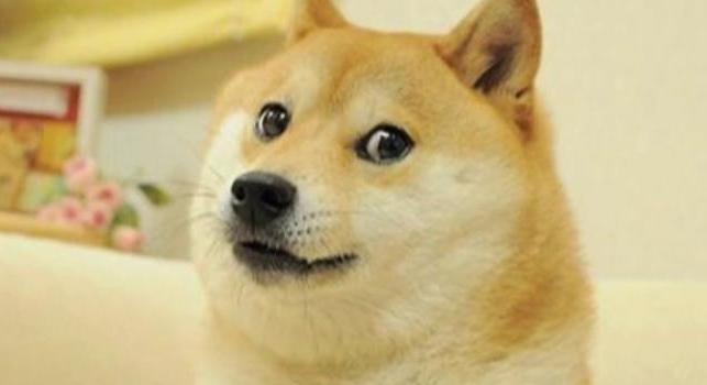 Elhunyt Kabosu, a doge memet ihlető kutya
