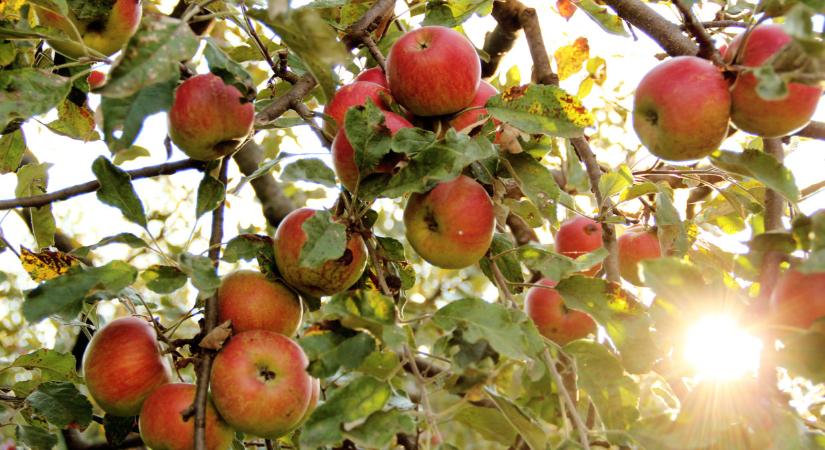 Carnadine – hosszan tartó hatás almában is