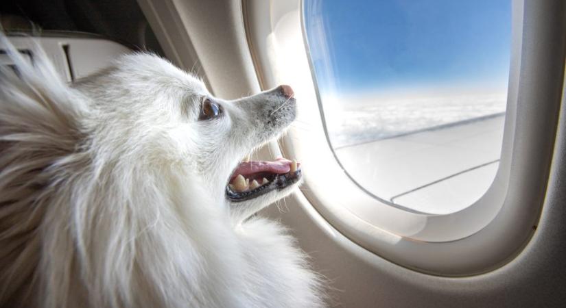 Kutyáknak szánt légitársaság indult Amerikában