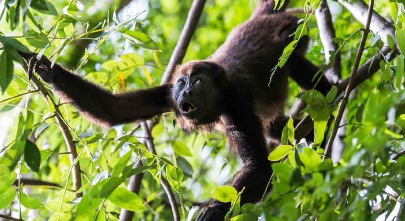 Halott majmok hullanak a fákról Mexikóban