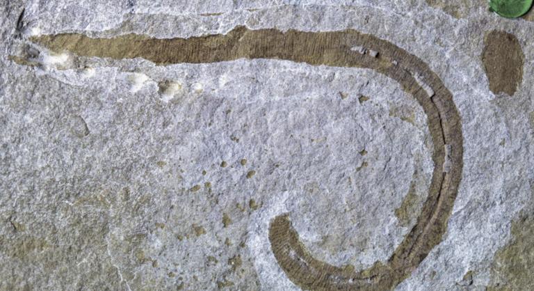 A Dűne homokférgére hasonlító ősi állatra bukkantak