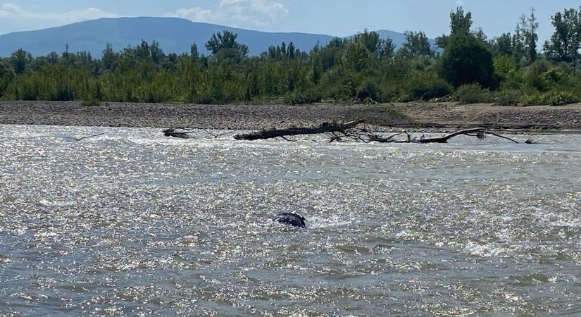 Újabb holttestet fedeztek fel a határőrök a Tisza folyóban (Videó)