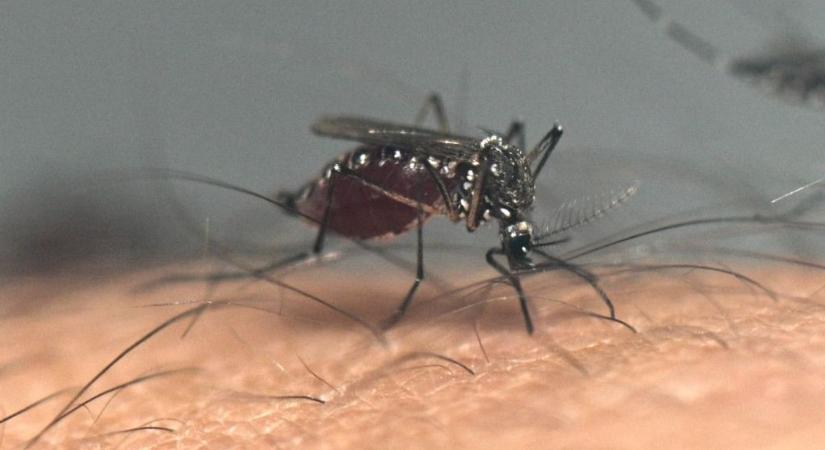 Veszélyes betegséget terjesztő szúnyogok terjednek Magyarországon