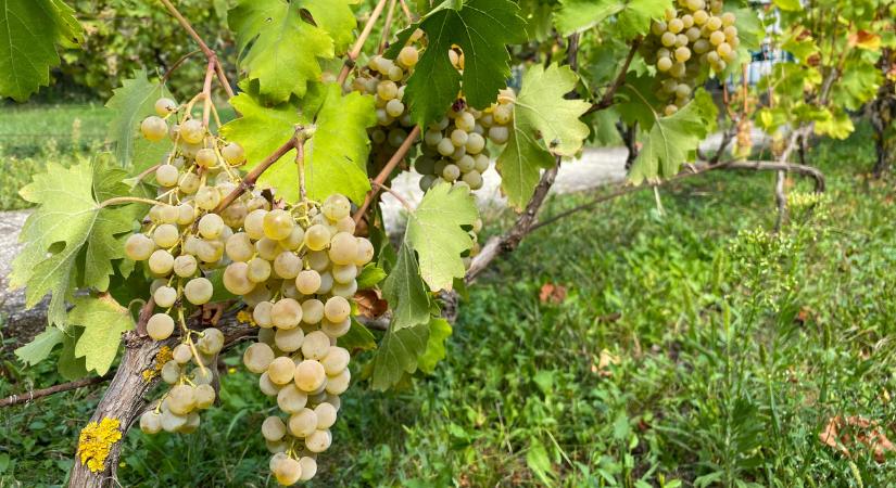 Kihívások a szőlő növényvédelmében