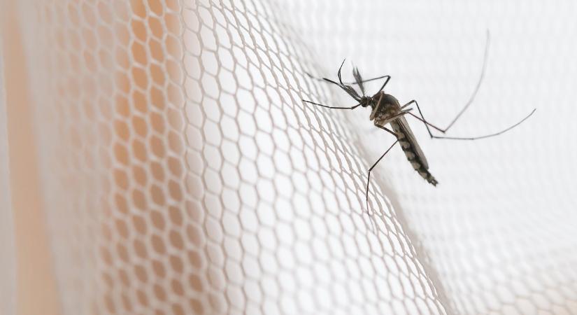 Ez a legjobb házi csapda szúnyogok ellen