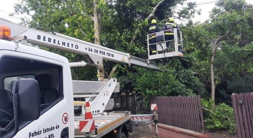 Félbehasadt egy magas platánfa méretes ága Tiszaföldváron, önkéntes akcióval hárult el a veszély