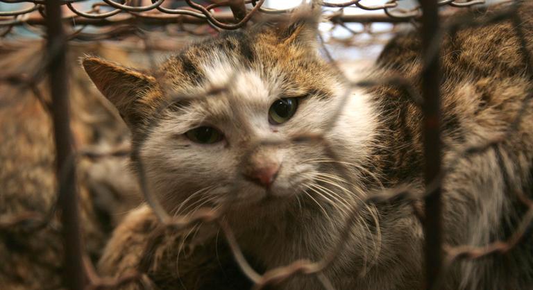 125 millió forintos kárt okozhatott egy macska Hollandiában