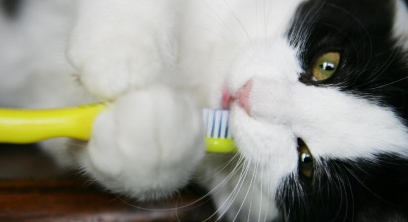 A fogkefés trükk tényleg működik a macskáknál?