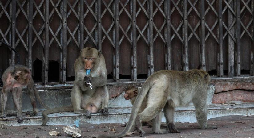 Megritkítják a majomváros majomlakosságát
