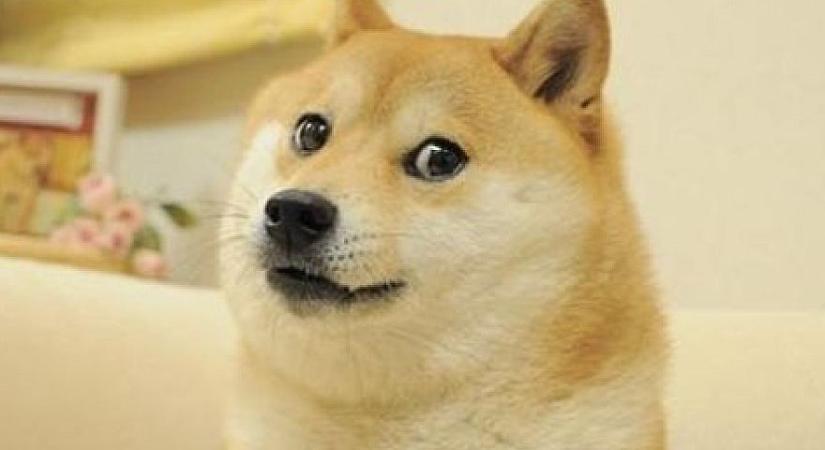 Meghalt Kabosu, a Doge mémet és a Dogecoin-t ihlető kutya