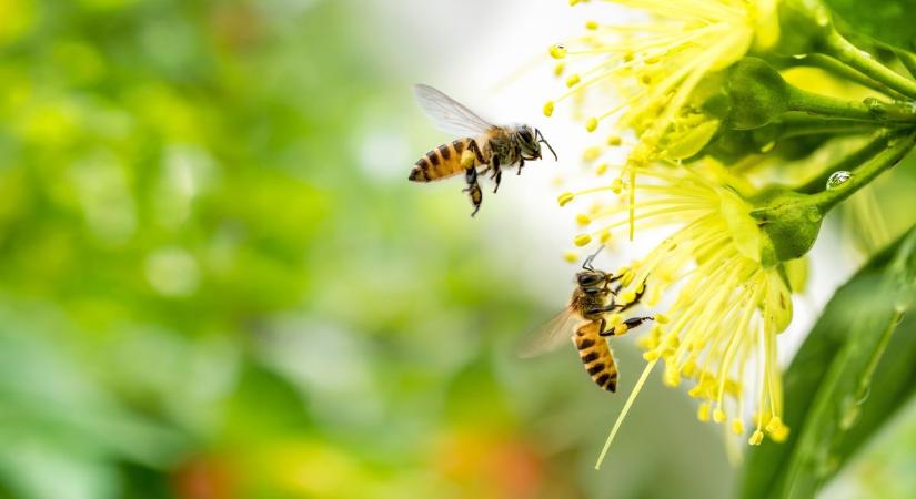 Zárlat alá vonták a fertőzött méhészetet