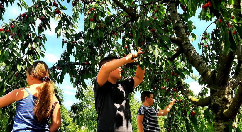 Minél több apró kezet a kertekbe! – Amelyik gyerek kertészkedik...