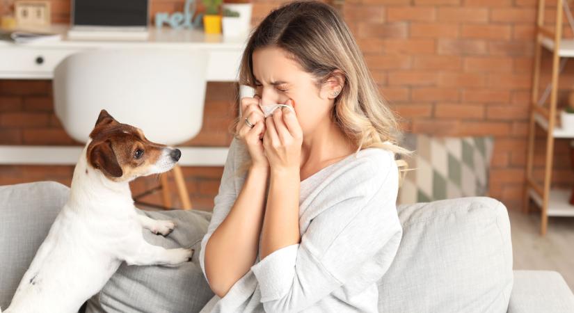 Állatszőr allergia - így csillapíthatók a tünetek