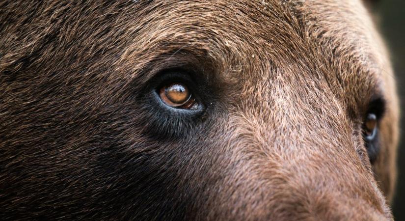Szemtől szembe egy medvével: nincsenek ökölszabályok