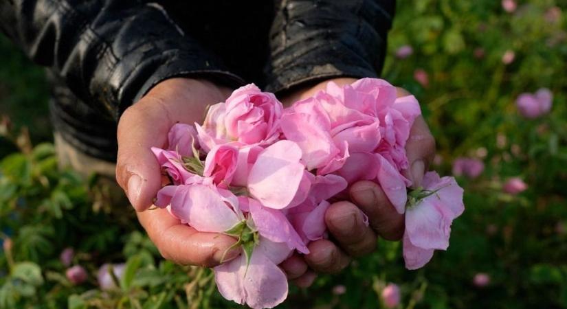 Taccsra vágja a bolgár rózsaipart az éghajlatváltozás