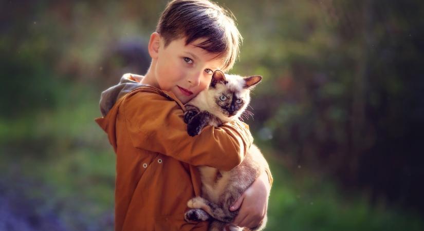 8 érdekesség a macskákról, nem csak gyerekeknek