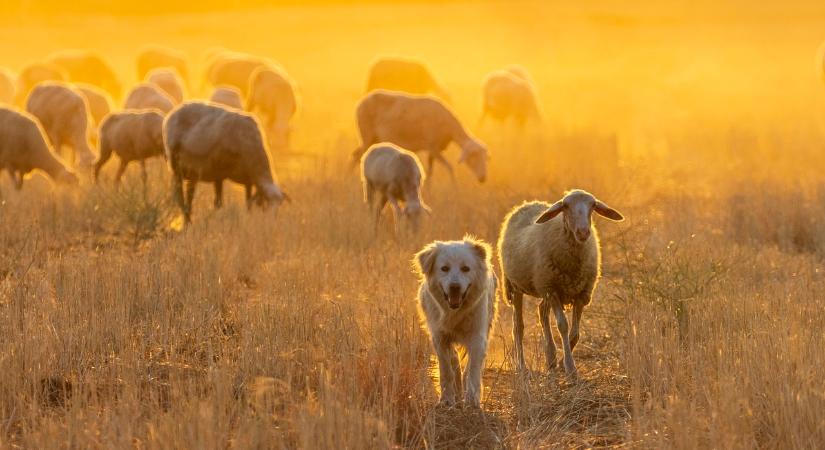 Pásztorkutya, avagy a kirándulók és a vadgazdák rémálma