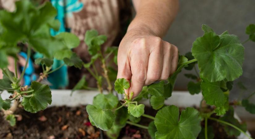 Miért nem hoz virágot a muskátlim? 4 tipp a tökéletes gondozásért és a bőséges virágzásért