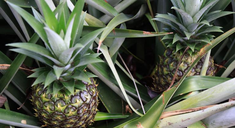 Úgy viszik a 150 ezer forintos ananászt, mint a cukrot